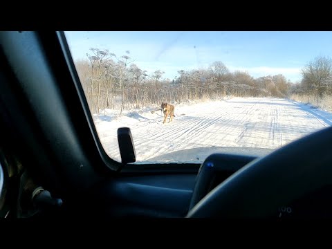 ОПЯТЬ ВОЛКИ(СТАЯ ШТ. 8)//ОХОТА НА ВОЛКА НА ВАБУ//КОРМИМ БЕЗДОМНОГО ПСА