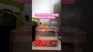 Download lagu Akuarium akrilik ikan cupang bagus dan murah #akuarium #akuariumakrilik #akuariumcupang #cupang mp3 Download lagu Akuarium akrilik ikan cupang bagus dan murah #akuarium #akuariumakrilik #akuariumcupang #cupang mp3