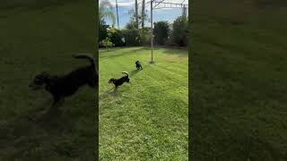 Video preview image #1 Chihuahua-Unknown Mix Puppy For Sale in Corona, CA, USA