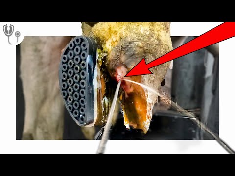 HUGE SURPRISE PUS EXPLOSION!!!!