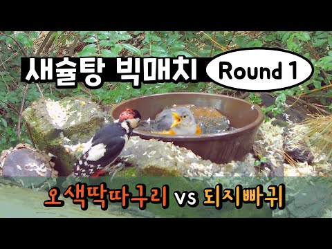 [새슐탕 빅매치] 오색딱따구리 vs 되지빠귀 Ep.214