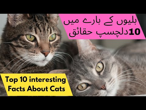 Top 10 interesting Facts About Cats in urdu and english