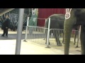 Shrine Circus Okc 2016 17