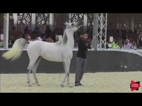 N.30 SAHLA AL KHALED - Gulf SE Cup 2018