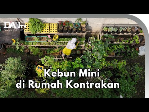 Kebun Mini di Rumah Kontrakan Cuma Pakai Rak Susun & Barang Bekas
