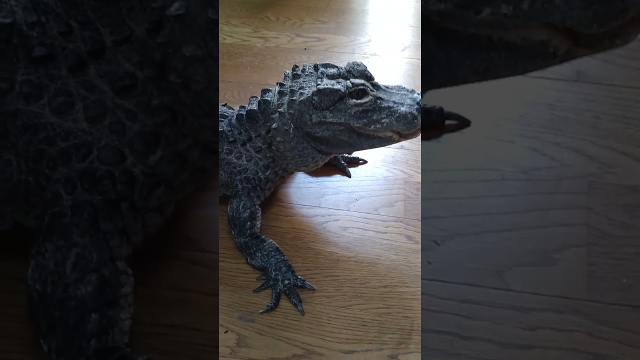 食欲旺盛なレックス🐊！少し大きくなるかな？🤔
