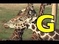 ALPHABET ANIMALS PHONICS ALPHABET SONG Part 15