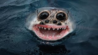 Top 10 Most Terrifying Animals Top 10 Most Terrifying Animals