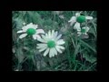 Zep Hurme-Dragonfly/Remix of Snowflake/Royalty ...