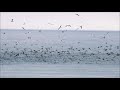 Feeding Frenzy Of Mergansers And Gulls On Lake Ontario