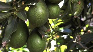 Ella Jenkins In Trinidad