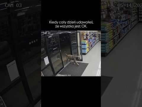 Każdy z nas udaje...#shorts #viral #fyp #dc #humor #smutek #smutne #polska #pies #zwierzęta #slodkie