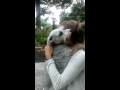 Dog passes out from overwhelming joy ...