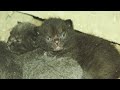 Gray Cat Gave Birth To 5 Kittens I Found Them