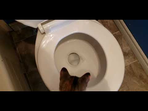 My Cat Likes To Watch The Toilet Flush 😂🤣