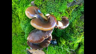 Mantar bulunca kendini kaybeden adam