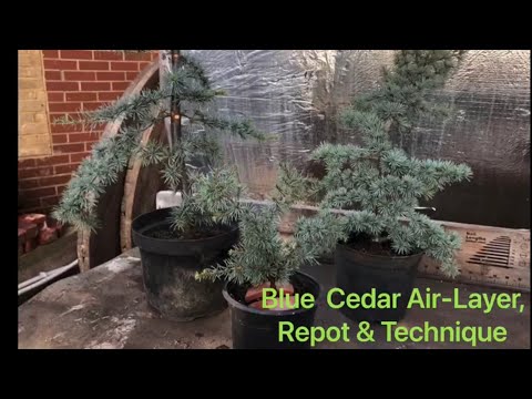 Blue Cedar Air-Layering & Repotting previous Successful Cedar Air-Layering! | Bonsai Material!