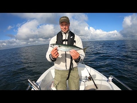 Makrel fra båd – Egense (Hals Barre) 15 juli 2020 – Mackerel fishing – Denmark