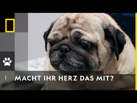 Mops mit Herzproblemen | Die Yukon-Tierärztin