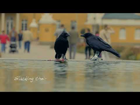 Ghetto Gold Music Video