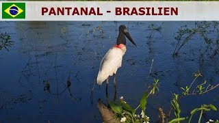 preview picture of video 'Pantanal - Brasilien'