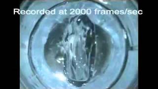 A Voice for the Voiceless