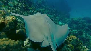 Tráiler RAÍCES AZULES | Gabriela Domínguez | Colombia | 2023