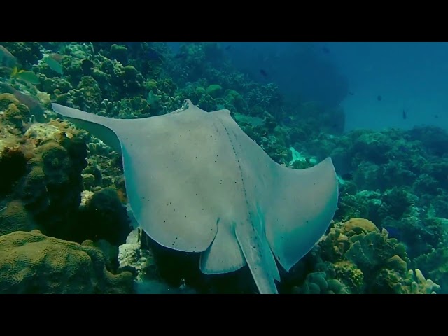 Tráiler RAÍCES AZULES | Gabriela Domínguez | Colombia | 2023