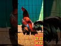 Beautiful cock breeds A:574