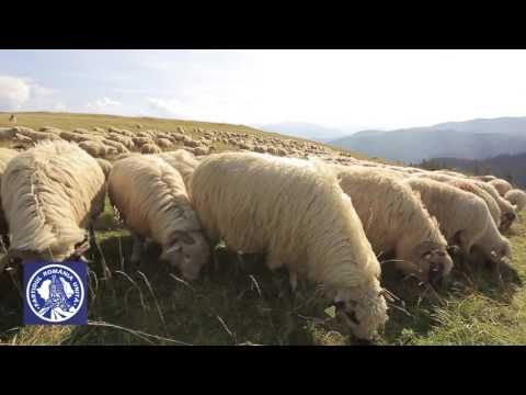 LUPU PETROVAN ROZAVLEA