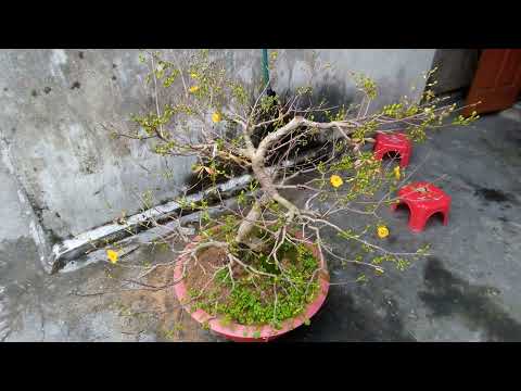 ủ nhiệt cho những cây Mai có nụ lớn đợt ủ cuối cùng 5-12-2021