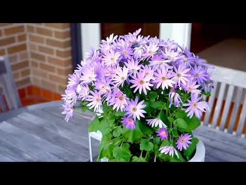 49B Minnamurra Road, Northbridge