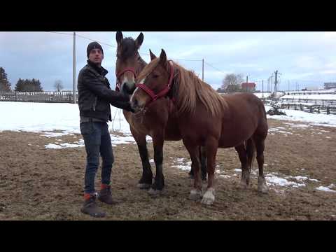Caii lui Marius de la Marisel, Cluj 2018