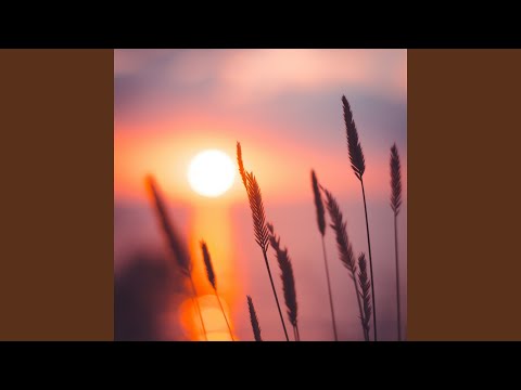 evening rays