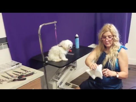 Maltese LA Rescue (Clipping) at PET WISHES by VERONA (C)