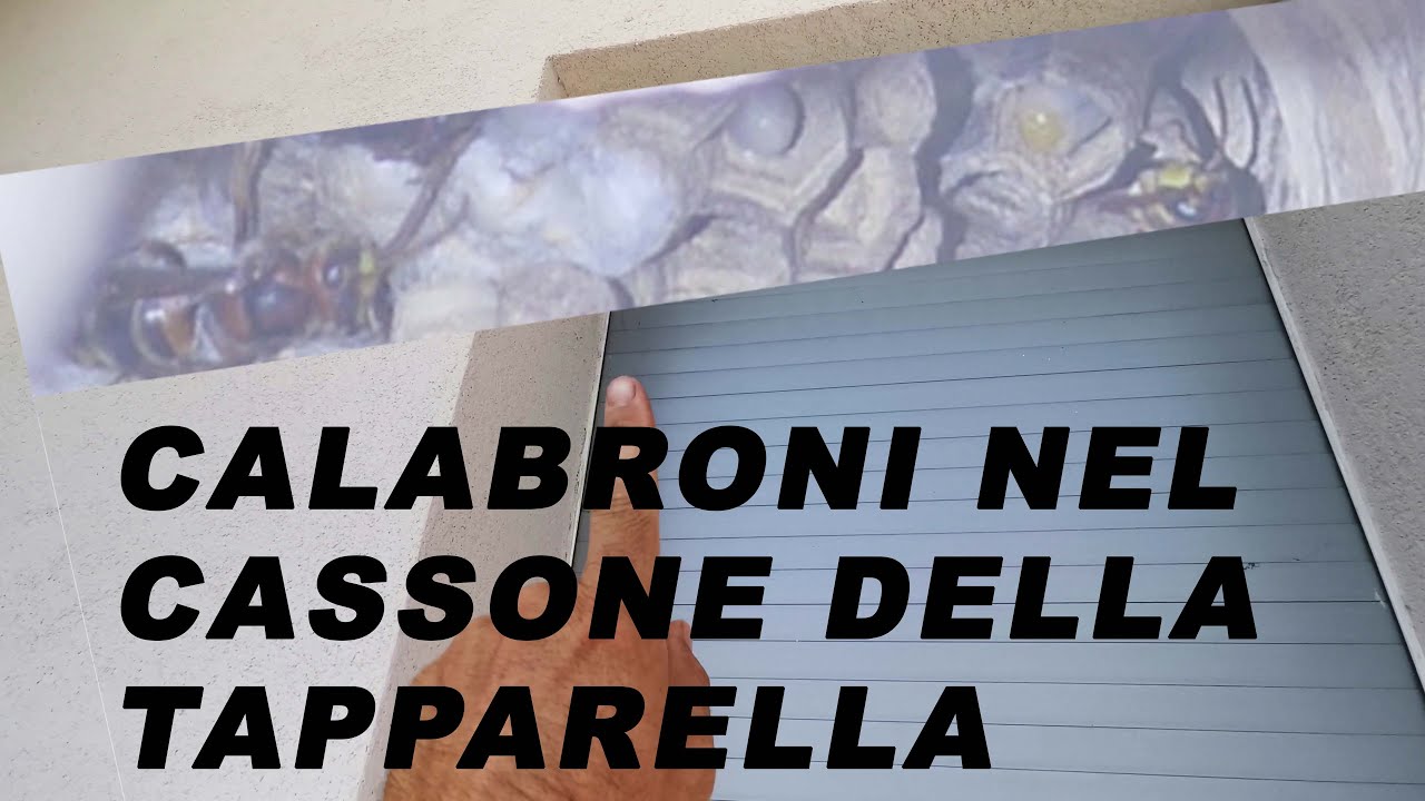 Nido calabroni consigli su cosa fare