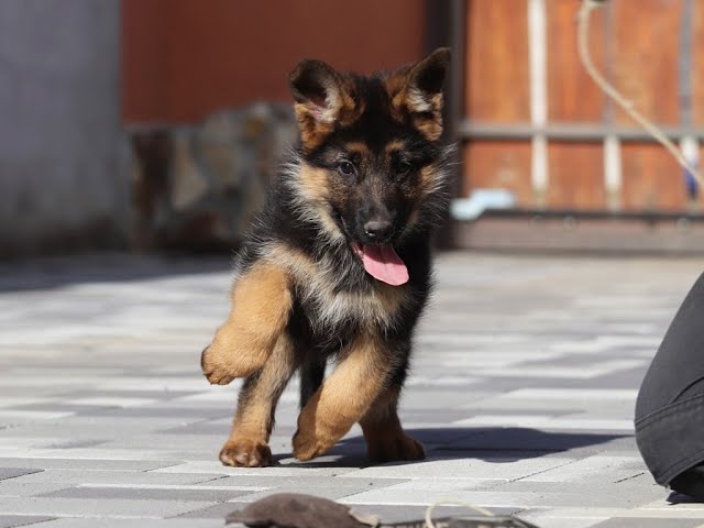 German Shepherd Dog puppy for sale