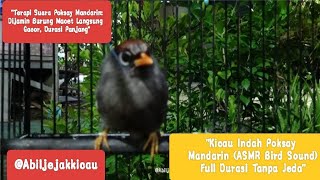 Download lagu MASTERAN AMPUH! Suara Burung Poksay Mandarin Gacor Full Isian Durasi 36 MENIT #poksay mp3
