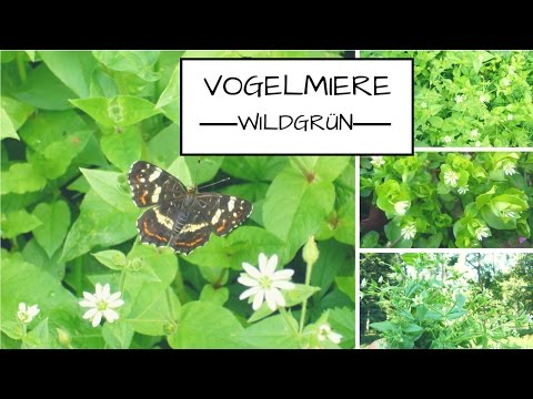 Vogelmiere - kostbares Wildkraut für das ganze Jahr