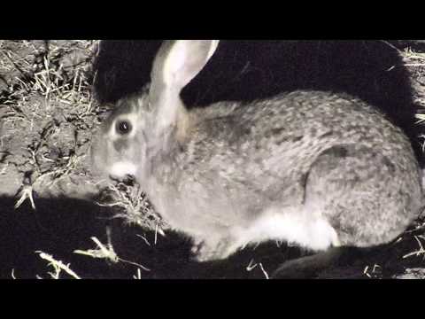 Djuma: Scrub Hare feeding - 18:51 - 10/02/18