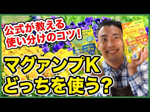 ムンプコニュアについて詳しく解説