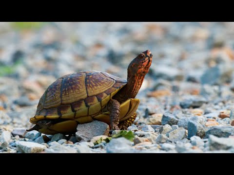 How Long Can Turtles Go Without Food 🐢 (w. Examples)