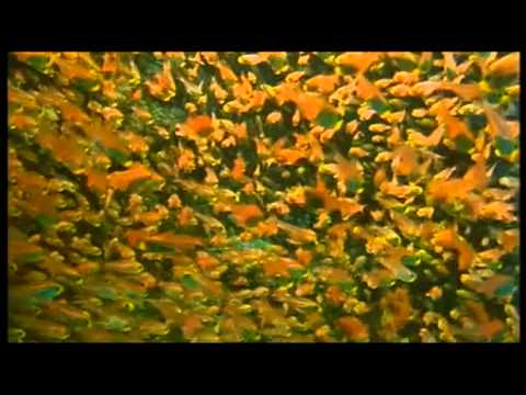 Del Big Bang al planeta tierra