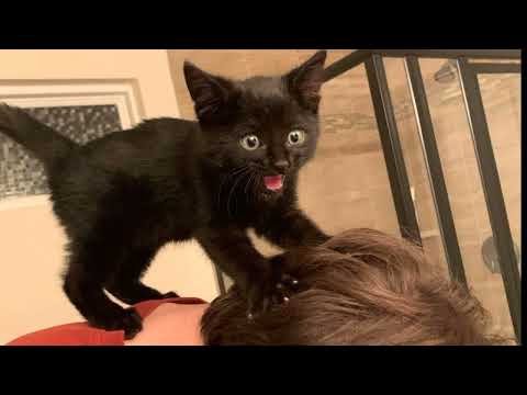 Dont need much to be happy#mydog#mycatfamily 