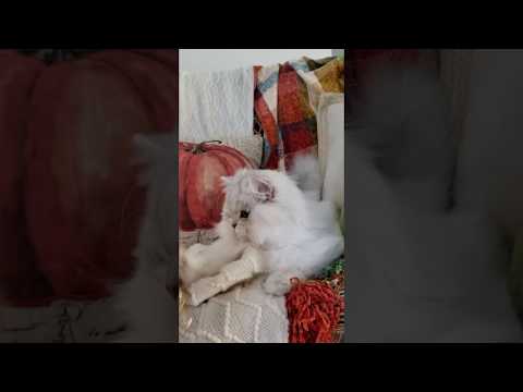 Chinchilla Silver Persian Kitten For Sale