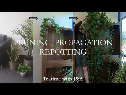 Pothos Pruning, Propagation, Repotting | How to Grow a Large Pothos