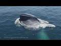 Lunge Feeding Blue Whales: Rare Drone Footage of this Spectacular Behavior!