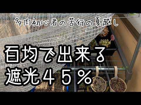 日よけ用の鉢植え:最も美しい5種 庭の練習