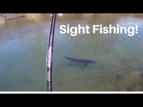 Størfiskeri i en lille å 2017