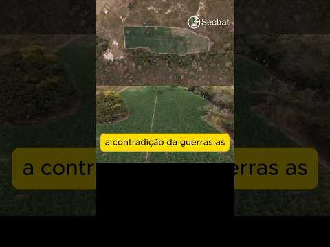 O país que ainda destrói a cannabis: apreensão de 40 mil pés em Minas Gerais